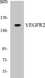 VEGFR2 Colorimetric Cell-Based ELISA Kit