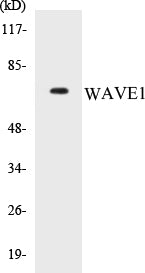 WAVE1 Colorimetric Cell-Based ELISA Kit