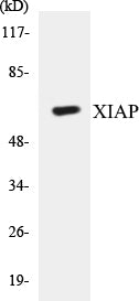 XIAP Colorimetric Cell-Based ELISA Kit