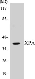 XPA Colorimetric Cell-Based ELISA Kit