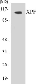 XPF Colorimetric Cell-Based ELISA Kit