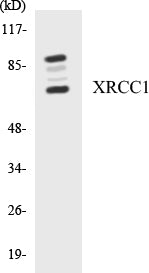 XRCC1 Colorimetric Cell-Based ELISA Kit