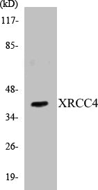XRCC4 Colorimetric Cell-Based ELISA Kit