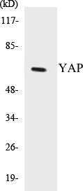 YAP Colorimetric Cell-Based ELISA Kit