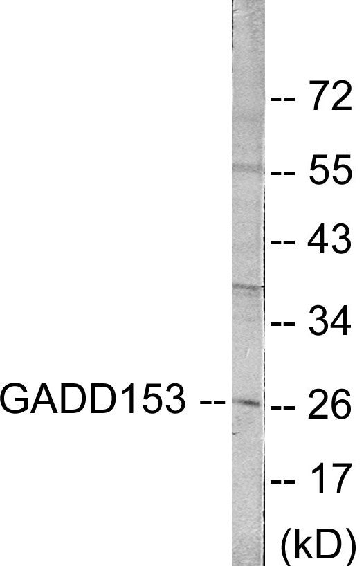 GADD153 Colorimetric Cell-Based ELISA