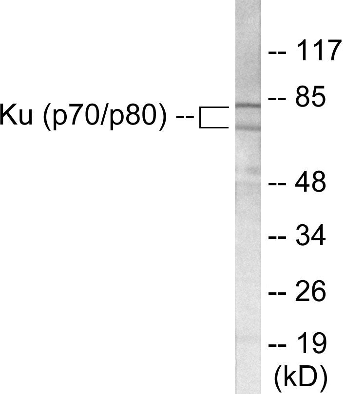 Ku70/80 Colorimetric Cell-Based ELISA