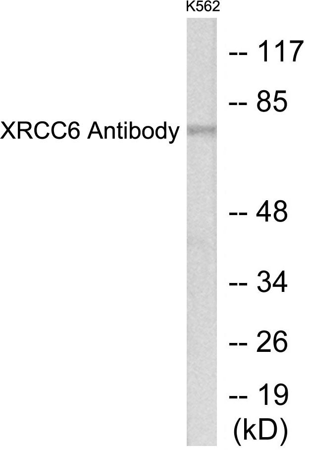 XRCC6 Colorimetric Cell-Based ELISA