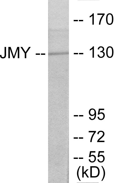 JMY Colorimetric Cell-Based ELISA
