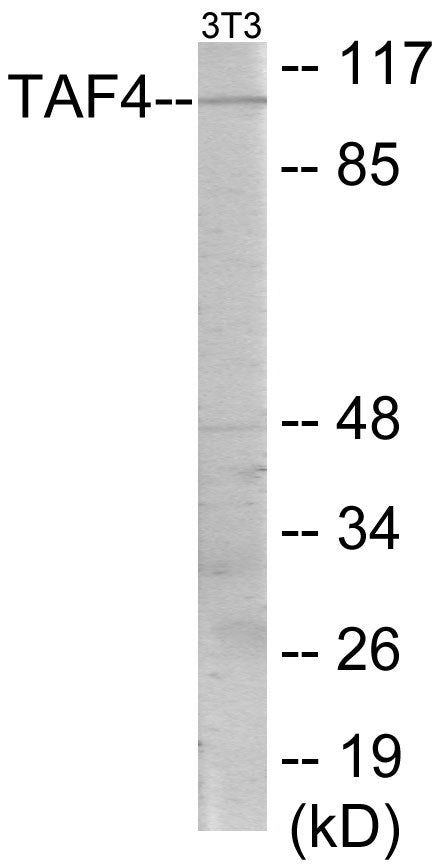 TAF4 Colorimetric Cell-Based ELISA