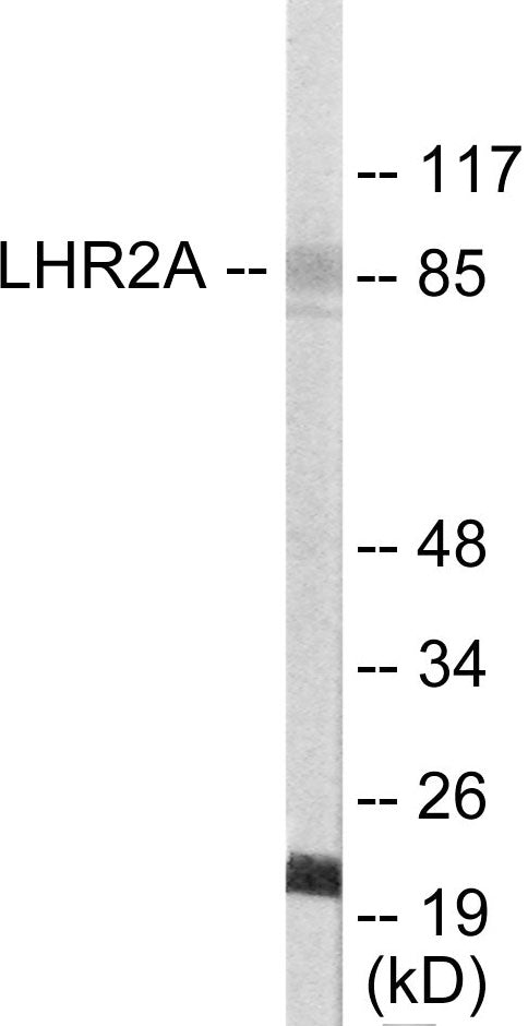 LHR2A Colorimetric Cell-Based ELISA