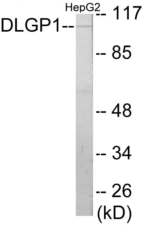 DLGP1 Colorimetric Cell-Based ELISA