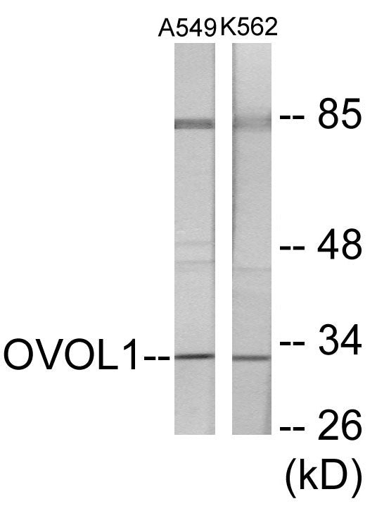 OVOL1 Colorimetric Cell-Based ELISA