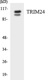 TRIM24 Colorimetric Cell-Based ELISA