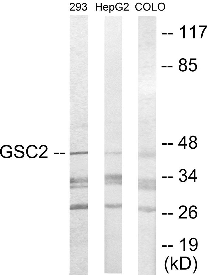 GSC2 Colorimetric Cell-Based ELISA