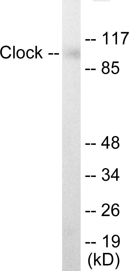 Clock Colorimetric Cell-Based ELISA