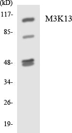 M3K13 Colorimetric Cell-Based ELISA