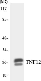 TNF12 Colorimetric Cell-Based ELISA