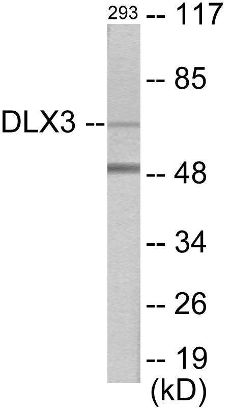 DLX3 Colorimetric Cell-Based ELISA
