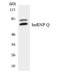 hnRNP Q Colorimetric Cell-Based ELISA
