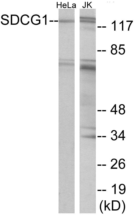 SDCG1 Colorimetric Cell-Based ELISA