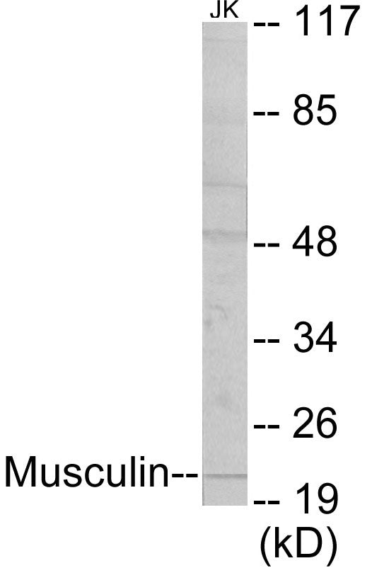 Musculin Colorimetric Cell-Based ELISA