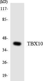 TBX10 Colorimetric Cell-Based ELISA
