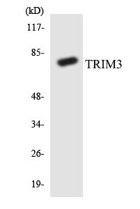 TRIM3 Colorimetric Cell-Based ELISA
