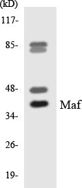 Maf Colorimetric Cell-Based ELISA