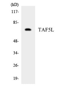 TAF5L Colorimetric Cell-Based ELISA