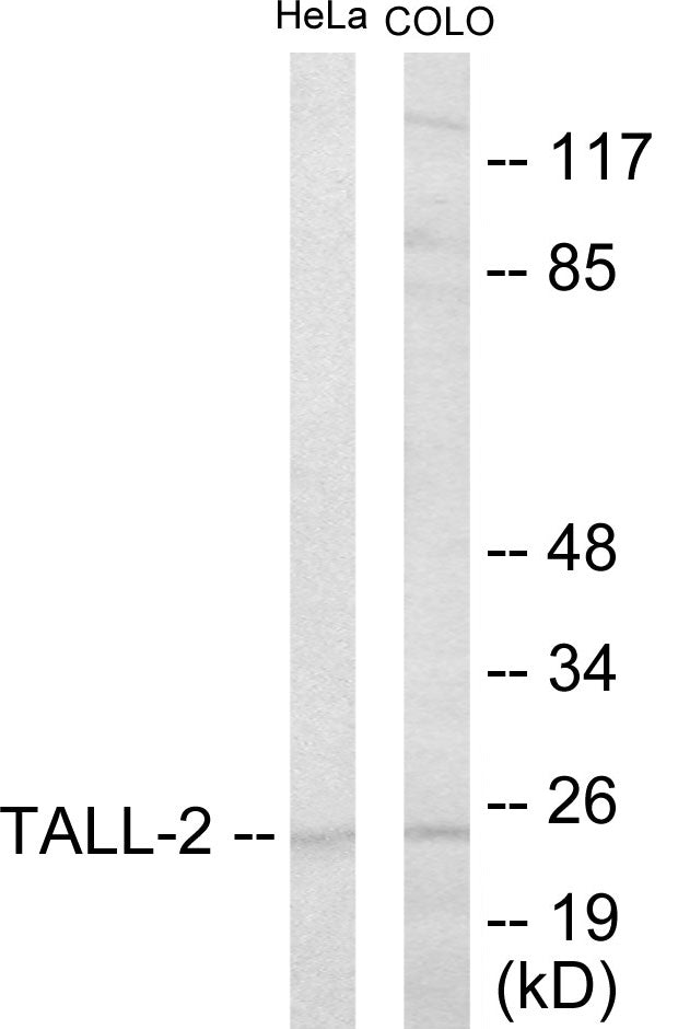 TALL-2 Colorimetric Cell-Based ELISA