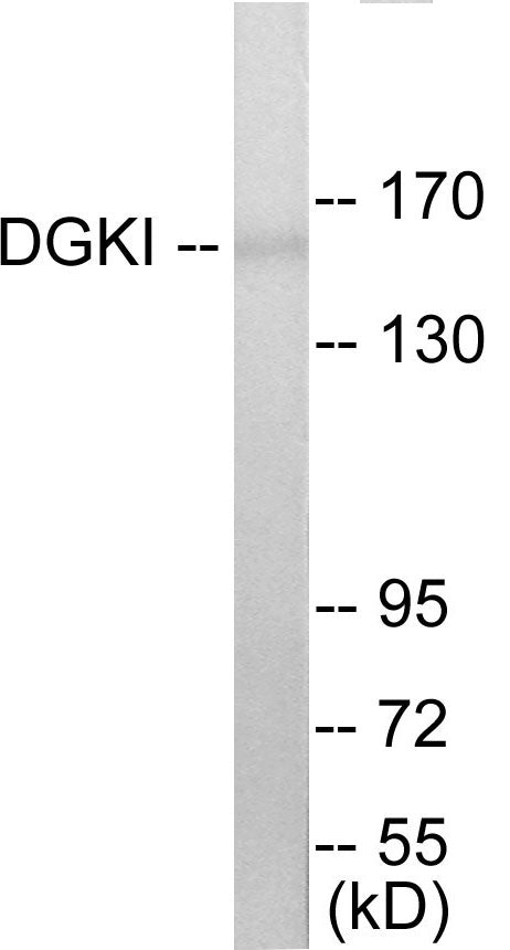 DGKI Colorimetric Cell-Based ELISA