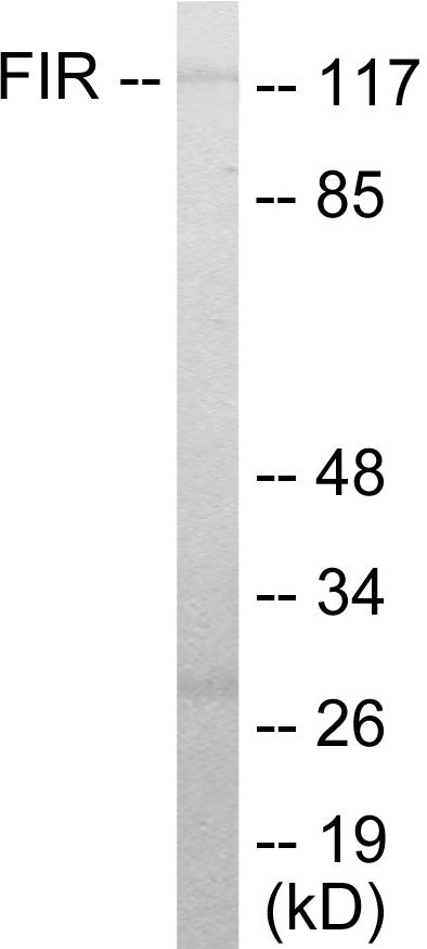 FIR Colorimetric Cell-Based ELISA