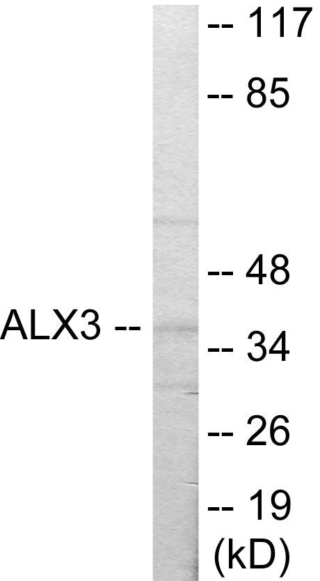 ALX3 Colorimetric Cell-Based ELISA