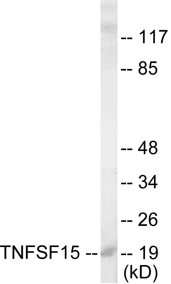 TNFSF15 Colorimetric Cell-Based ELISA