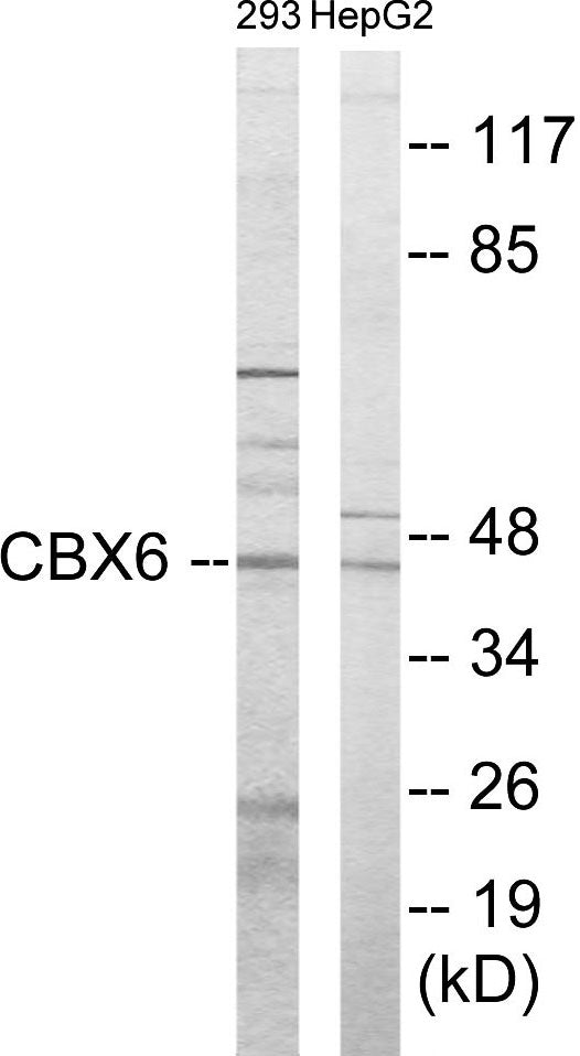 CBX6 Colorimetric Cell-Based ELISA
