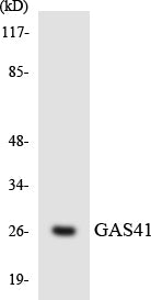 GAS41 Colorimetric Cell-Based ELISA