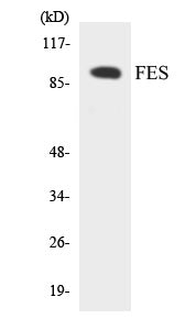 FES Colorimetric Cell-Based ELISA