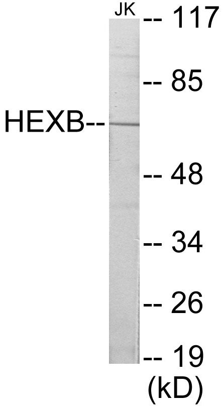 HEXB Colorimetric Cell-Based ELISA