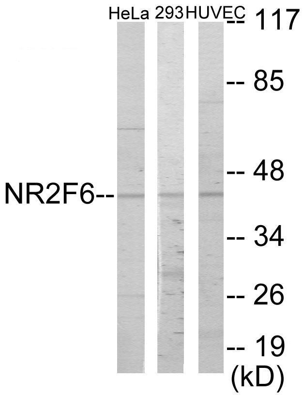 NR2F6 Colorimetric Cell-Based ELISA