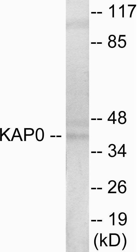 KAP0 Colorimetric Cell-Based ELISA