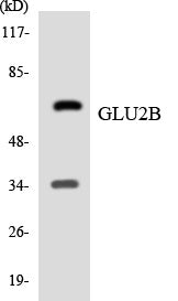GLU2B Colorimetric Cell-Based ELISA