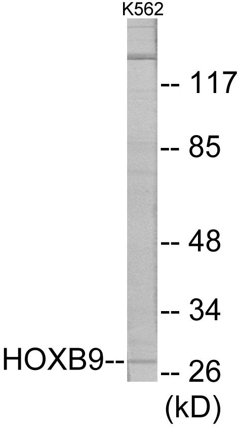 HOXB9 Colorimetric Cell-Based ELISA