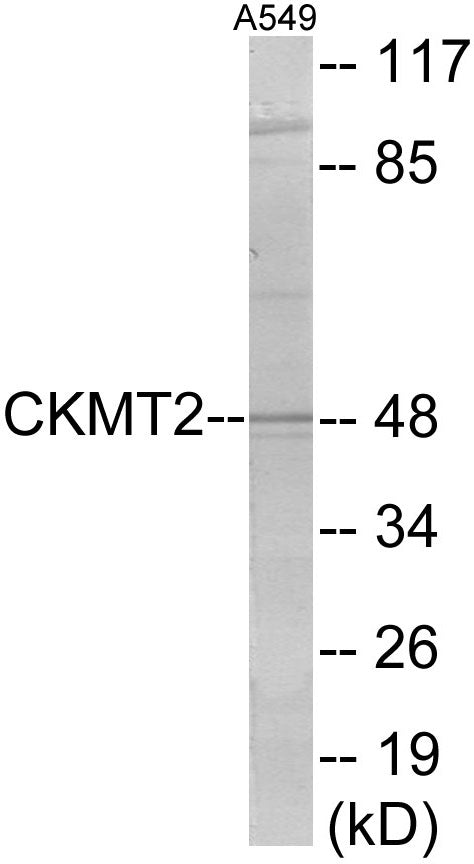CKMT2 Colorimetric Cell-Based ELISA