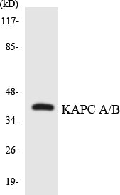 KAPC A/B Colorimetric Cell-Based ELISA