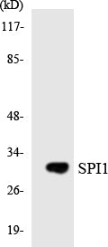 SPI1 Colorimetric Cell-Based ELISA