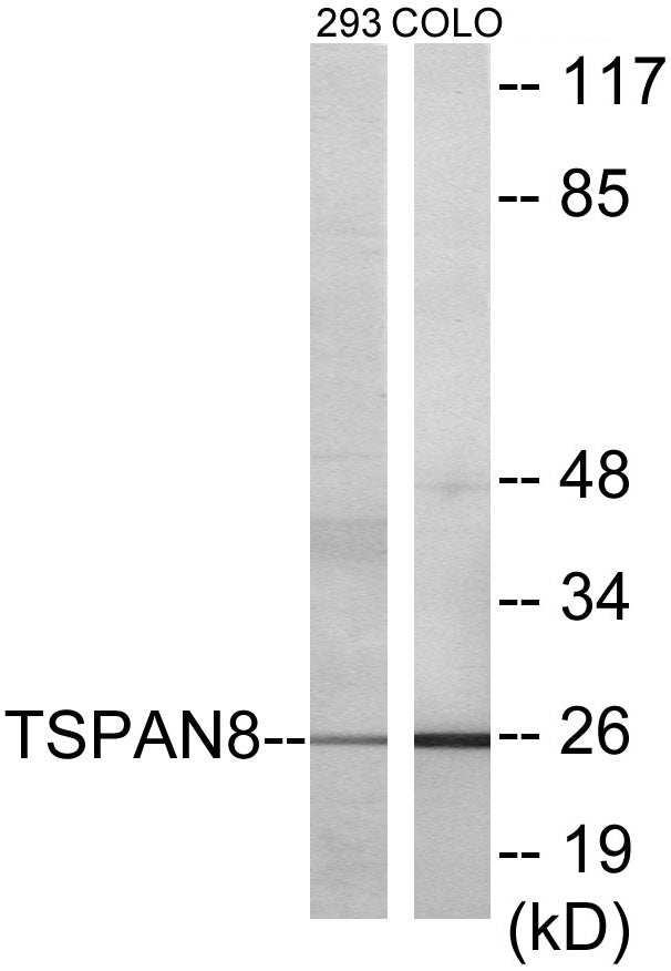 TSPAN8 Colorimetric Cell-Based ELISA