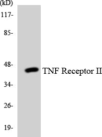TNF Receptor II Colorimetric Cell-Based ELISA