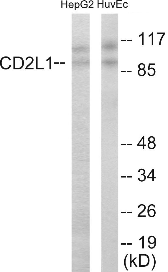 CDC2L1 Colorimetric Cell-Based ELISA