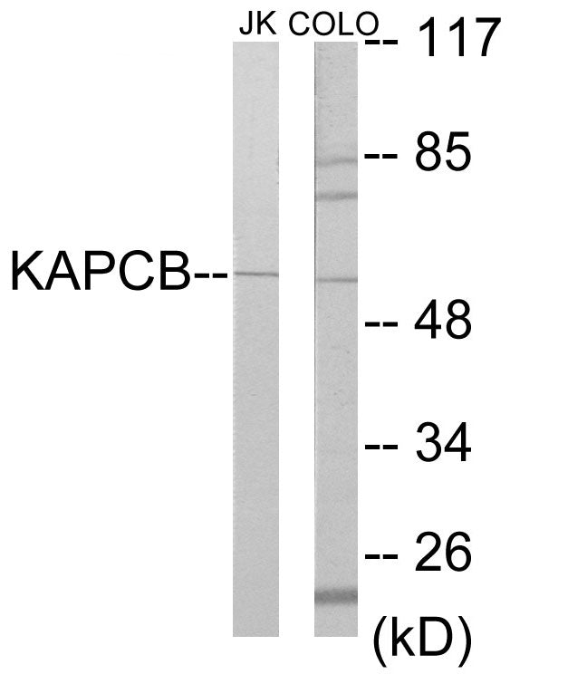 KAPCB Colorimetric Cell-Based ELISA