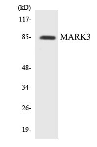 MARK3 Colorimetric Cell-Based ELISA